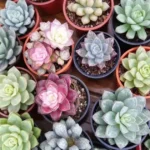 Jardinagem para iniciantes: como cuidar de suculentas de forma fácil