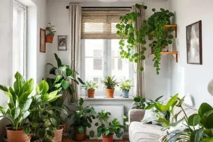 Melhores plantas apartamento pequeno: como escolher as ideais para você