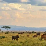 Safari África: uma jornada inesquecível pela vida selvagem