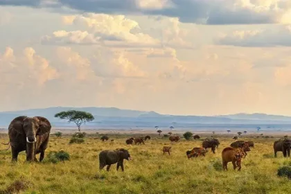 Safari África: uma jornada inesquecível pela vida selvagem