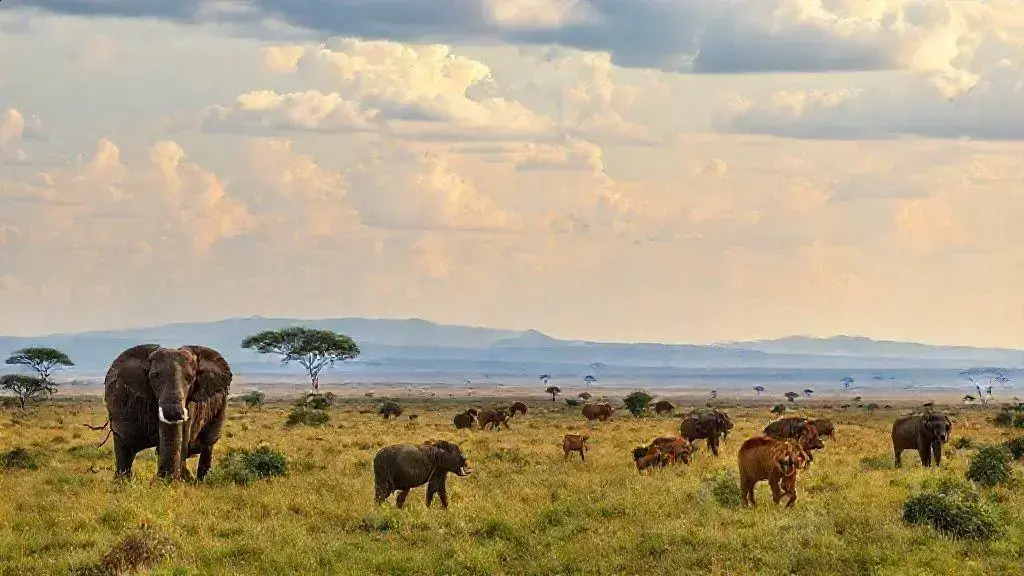 Safari África: uma jornada inesquecível pela vida selvagem