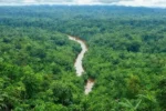 Viagem ecoturismo amazônia: desbrave um paraíso natural preservado